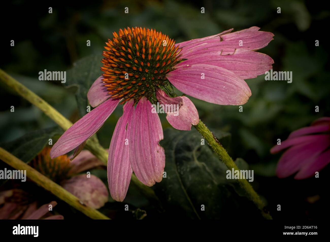 Nahaufnahme von Echinacea angustifolia auf natürlichem Hintergrund Stockfoto