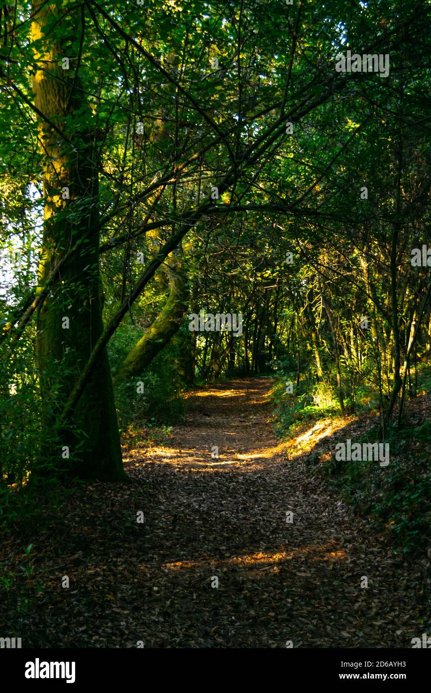 Wandern im Wald und Sonnenstrahlen in der Nähe der Sonnenuntergangszeit beobachten Stockfoto