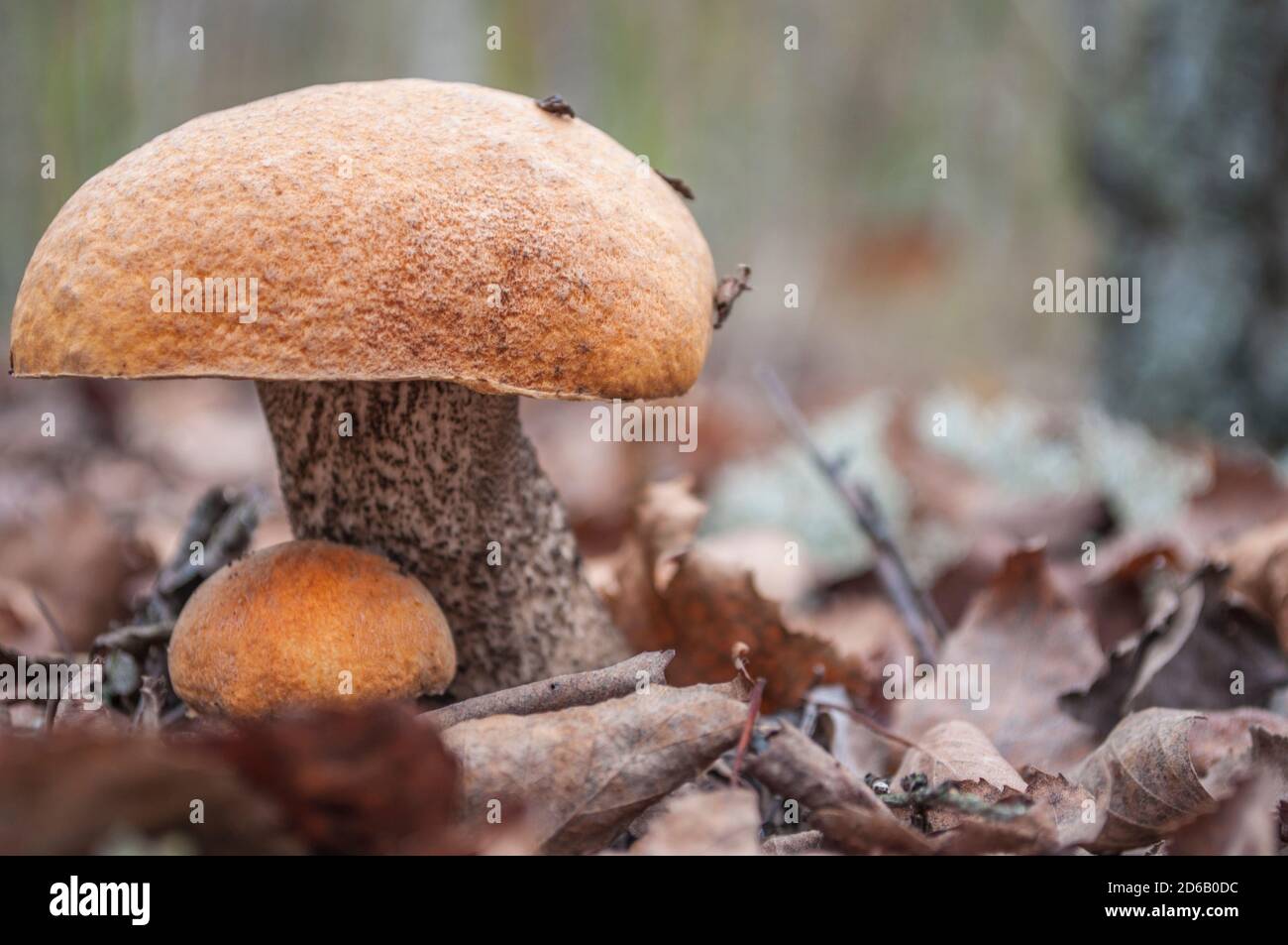 Zwei Birkenpilze mit orangefarbener Kappe in einem gefallenen Baumblatt, verschwommener Hintergrund Stockfoto