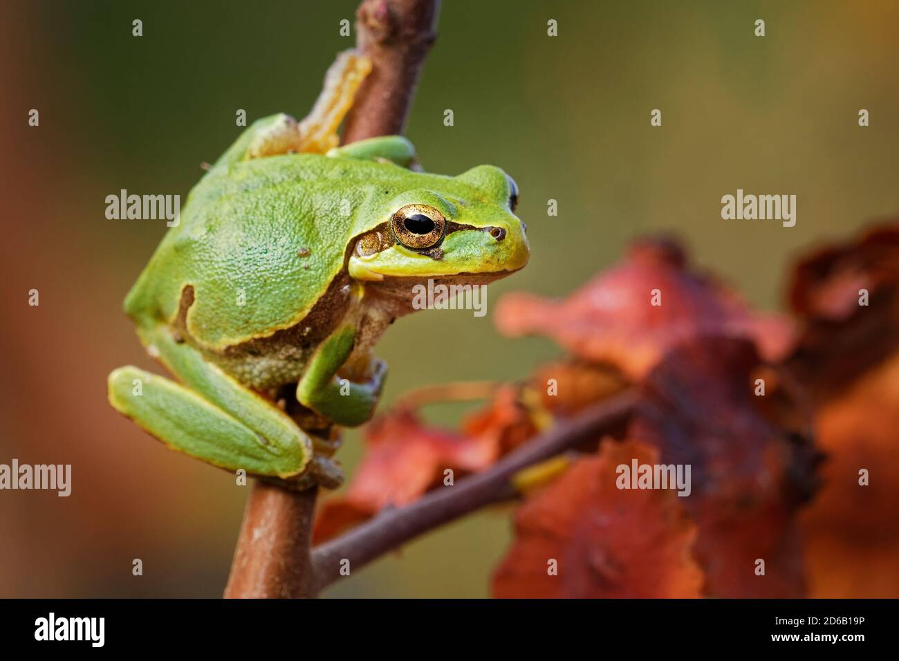 Osteuropäischer Baumfrosch - Hyla arborea orientalis kleiner Baumfrosch, jetzt als separate Spezies anerkannt - intermedia, molleri, meridionalis und Orient Stockfoto