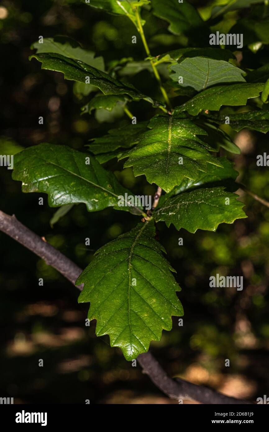Blätter der Rosehill-Eiche (Quercus robur 'Asjes') Stockfoto
