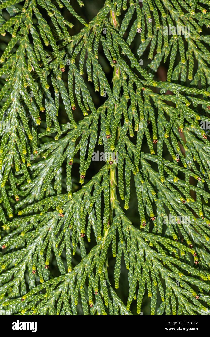 Blätter der westlichen roten Zeder (Thuja plicata) Stockfoto