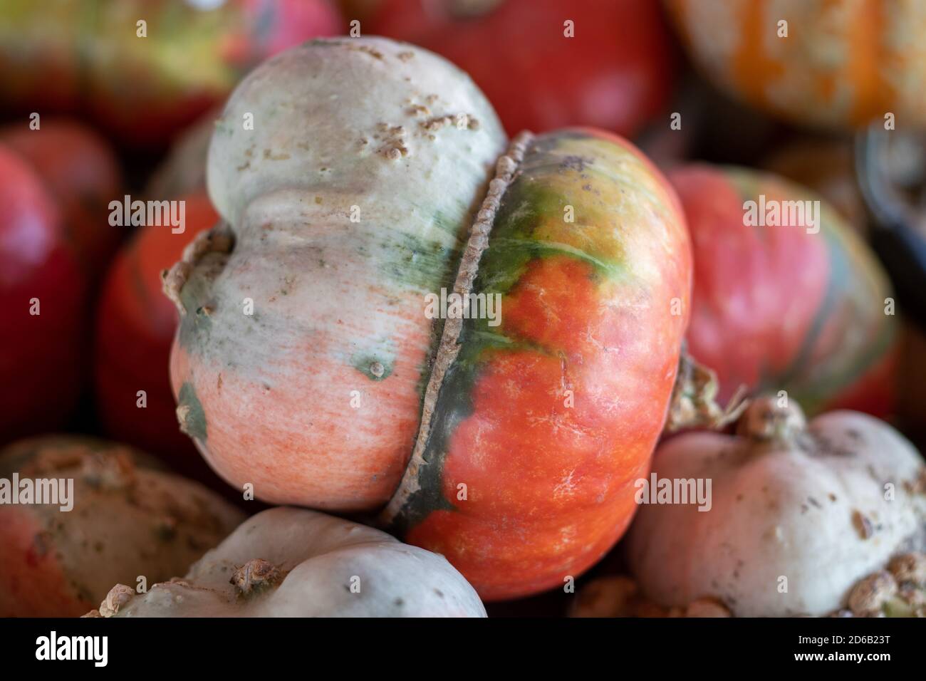Nahaufnahme Winkel Ansicht von Turban Squash . Hochwertige Fotos Stockfoto