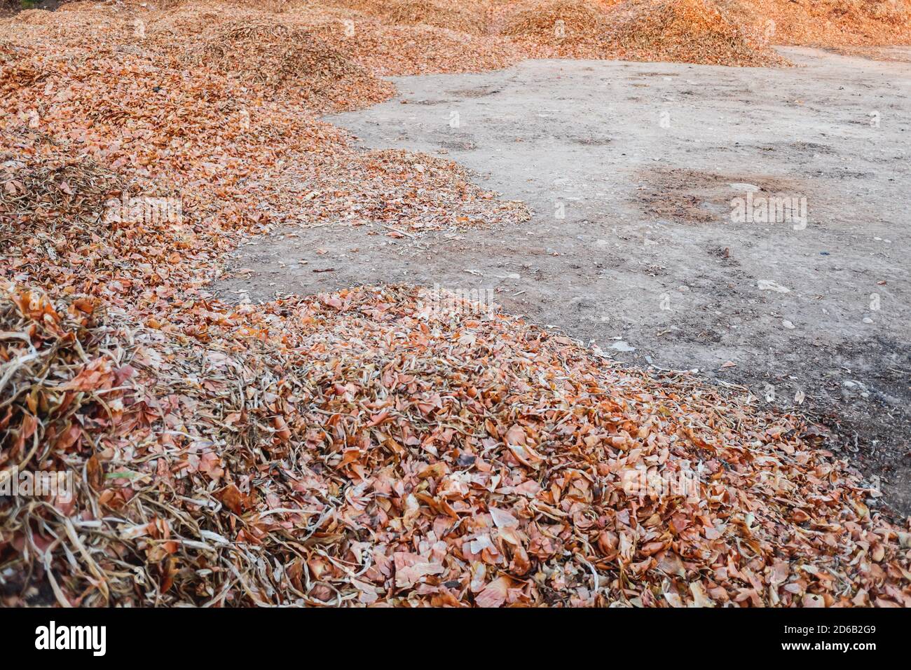 Zwiebelschale nach der Ernte vom Feld, zum Trocknen zum Kompost gelassen. Stockfoto