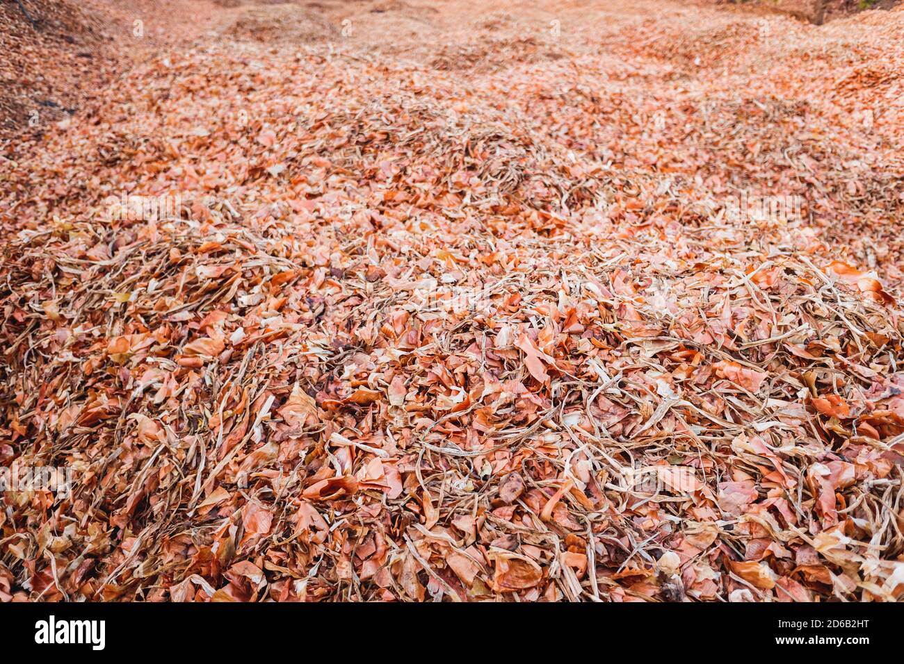 Trockene organische Reste von pflanzlichen Peelings. Stockfoto