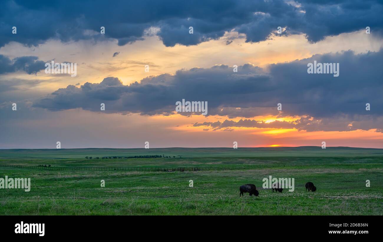 Bison auf der Prärie bei Sonnenuntergang, Badlands National Park, South Dakota. Stockfoto