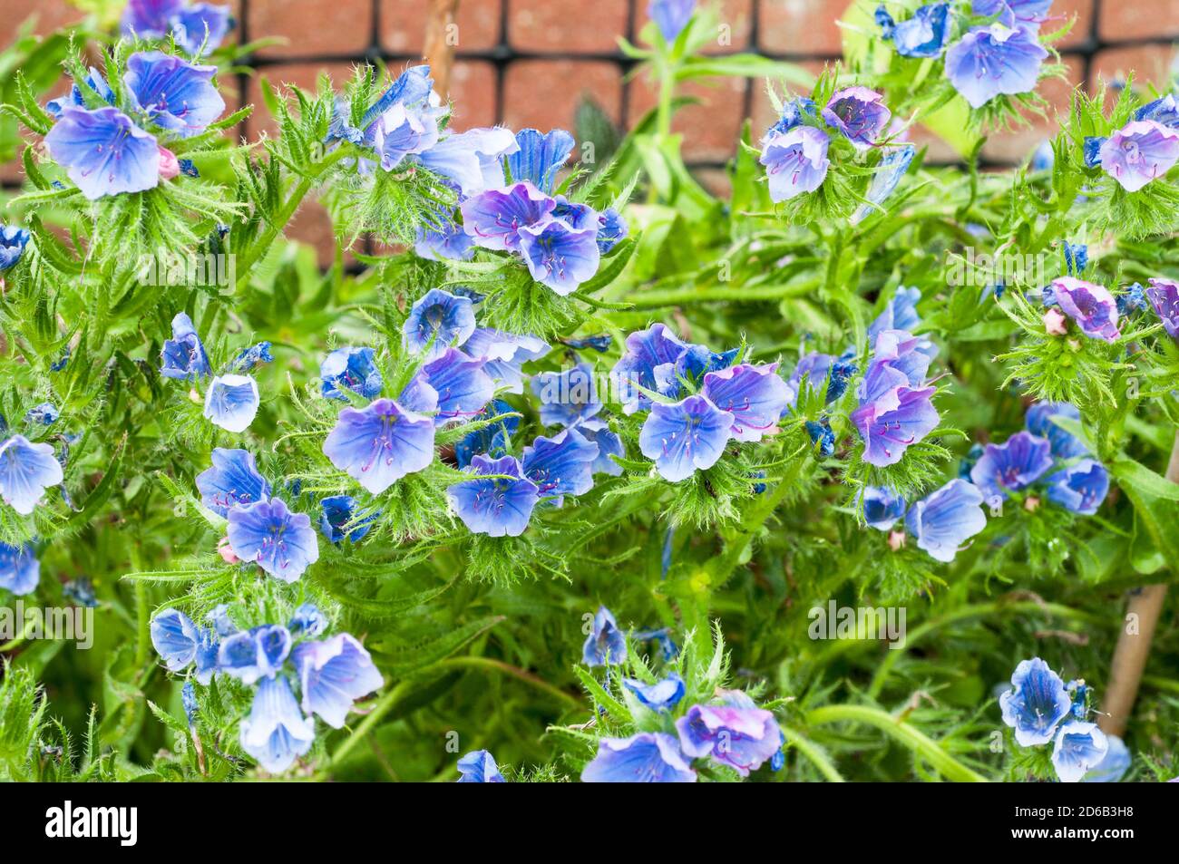 Nahaufnahme von Echium vulgare Blue Bedder Vipers bugloss eine winterharte jährliche - Biennale mit blauen Blüten im Sommer, die selbst Samen reichlich, wenn links.. Stockfoto