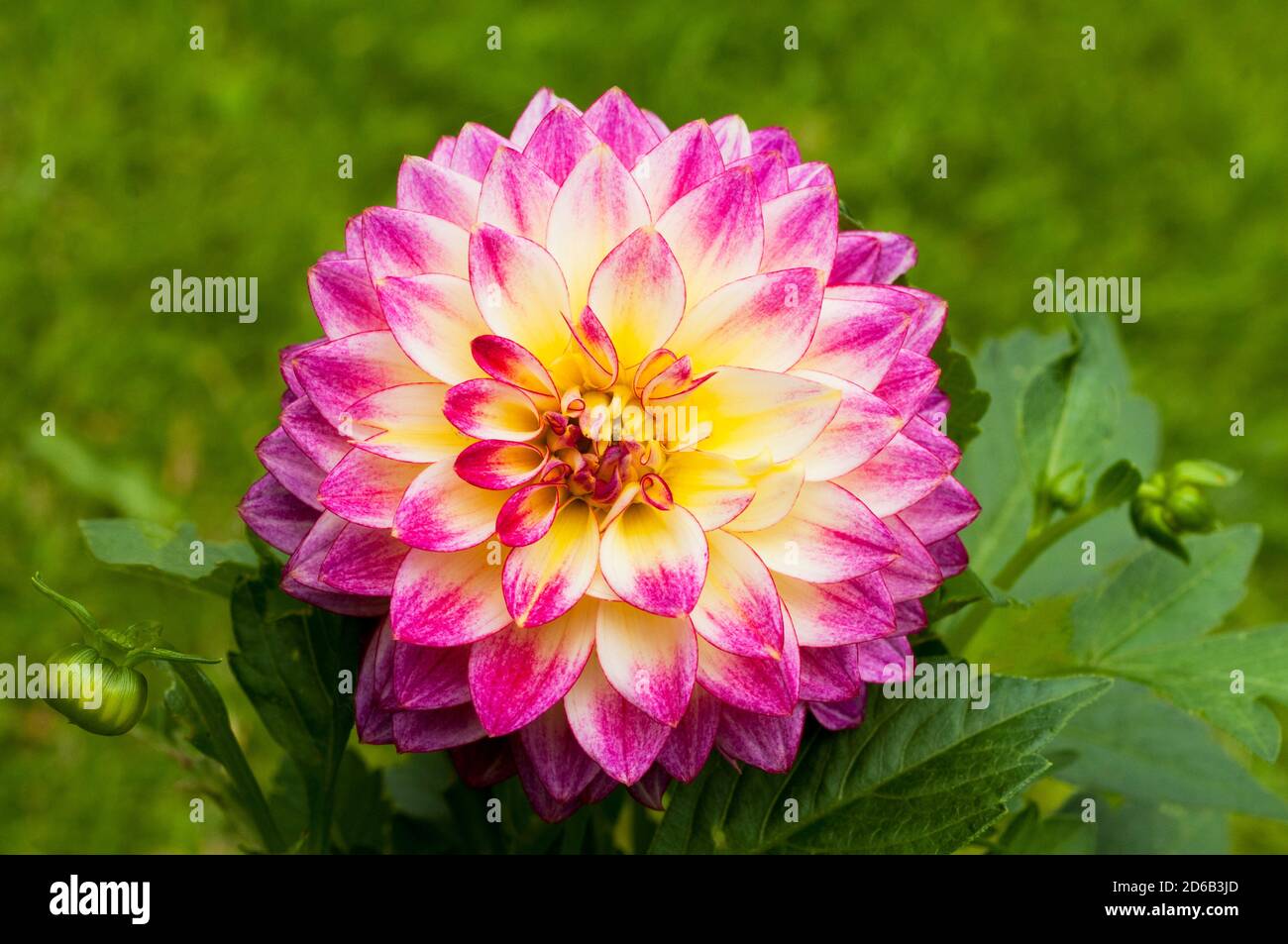 Nahaufnahme von Dahlie Blume Nova ein knötchenförmige Pflanze, ist eine sommergrüne Staude und winterharte Stockfoto