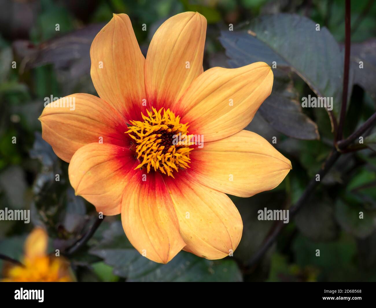 Nahaufnahme einer schönen einzigen Dahlia Blume mit orangen Blütenblättern In einem Garten Stockfoto