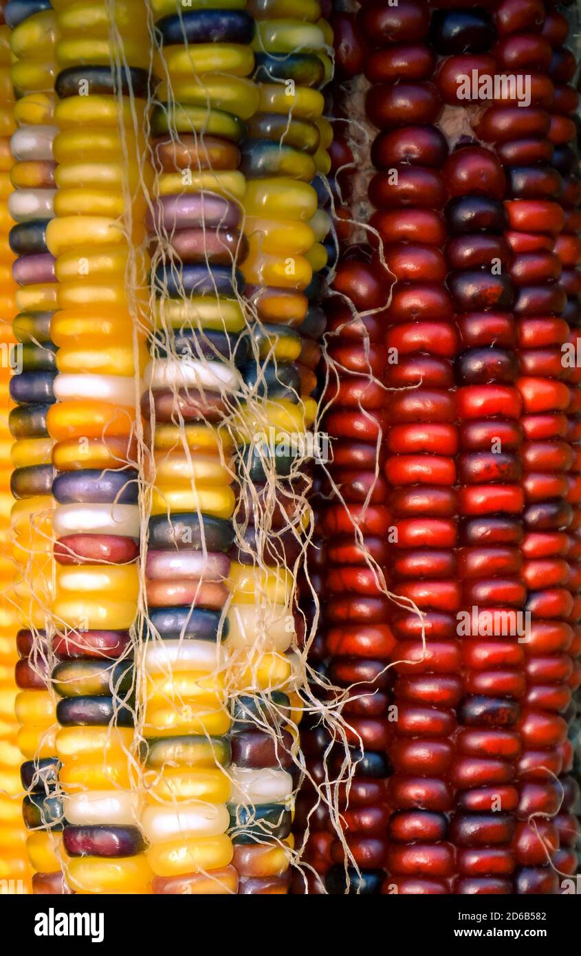 Nahaufnahme von mehrfarbigen Körnern aus trockenem Mais auf der Maiskolben in Gelb und Rot und Violett mit Maisseide, die Ernte im Herbst symbolisieren. Stockfoto