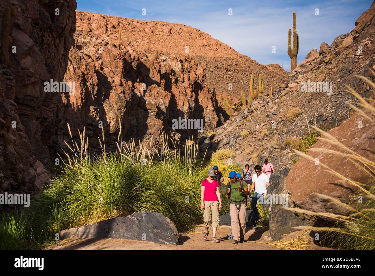 Cactus Valley (Los Cardones Schlucht), Atacama Wüste, Nordchile Stockfoto
