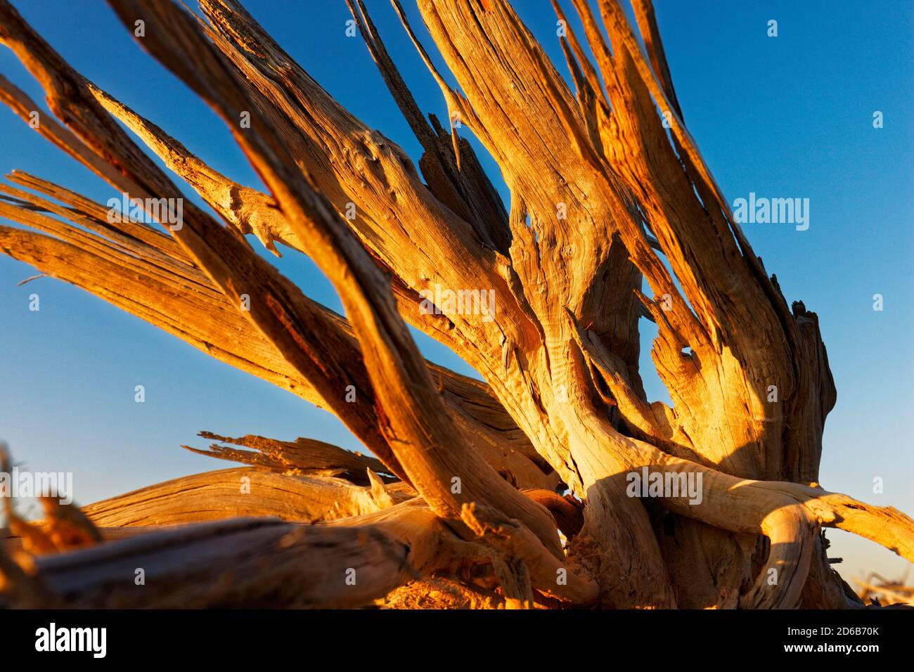 Tote Bäume und Gliedmaßen, Lake Ninan Salt Lake, Victoria Plains Western Australia Stockfoto