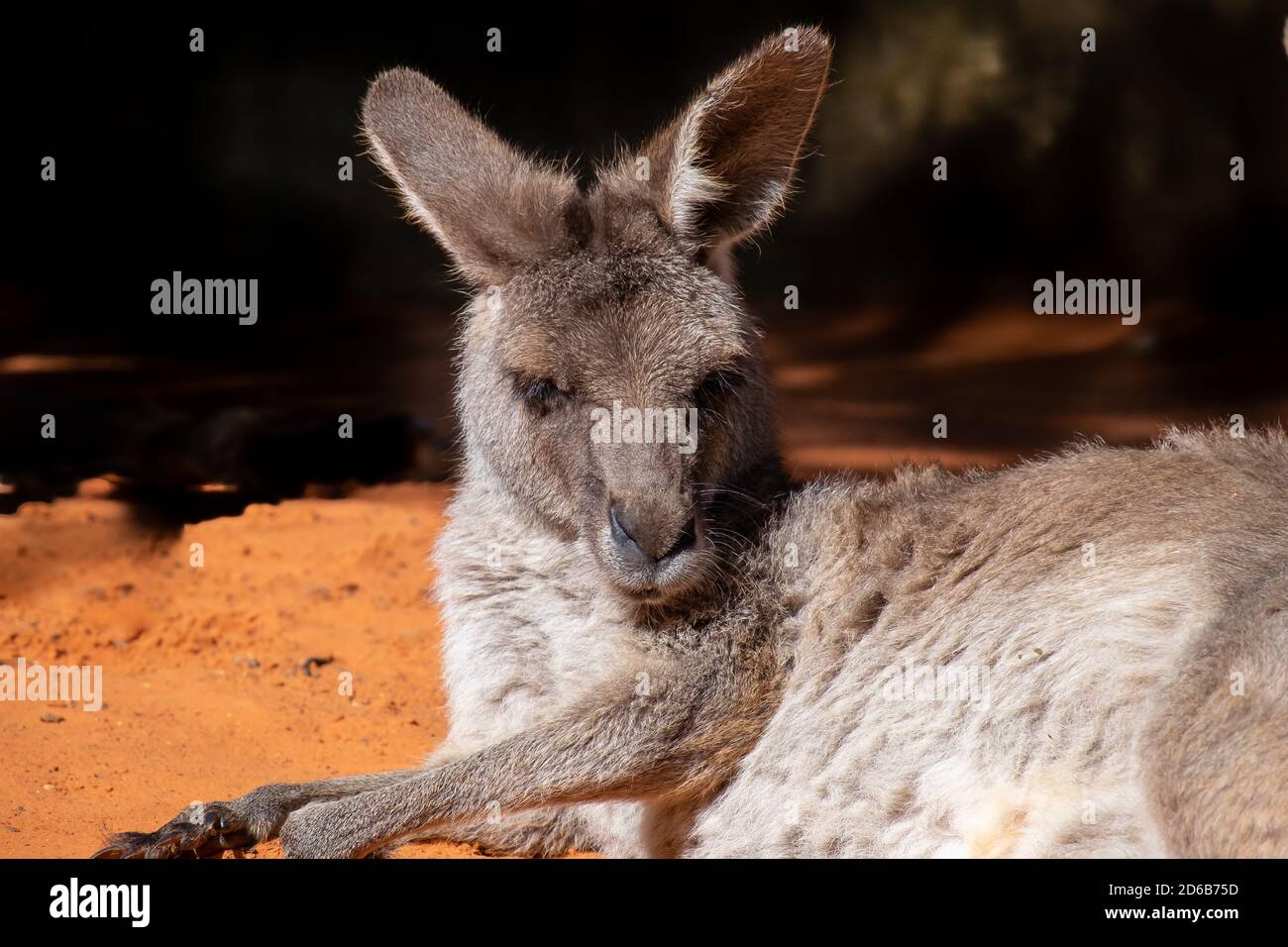 Ein australisches Känguru liegt auf rotem Sand. Das wilde Tier hat ...