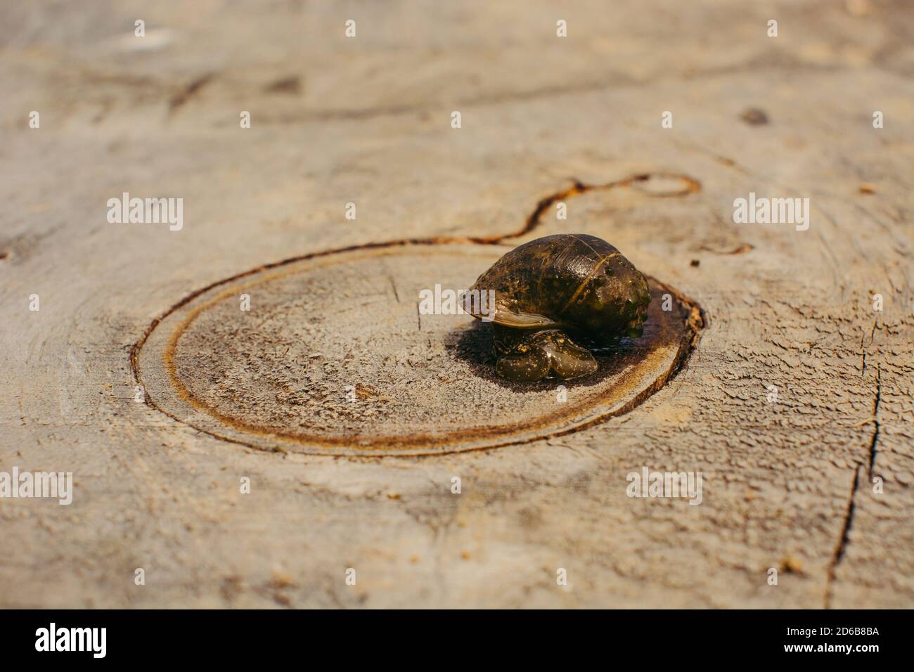 Die Schnecke kriecht am Querschnitt des Baumes entlang, aus der Nähe. Minimalismus. Makro. Stockfoto