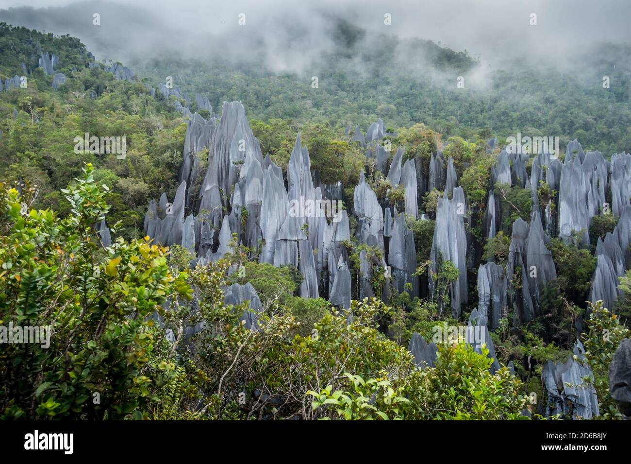 Mulu National Forest Park befindet sich im Miri Bezirk von Sarawak Stockfoto