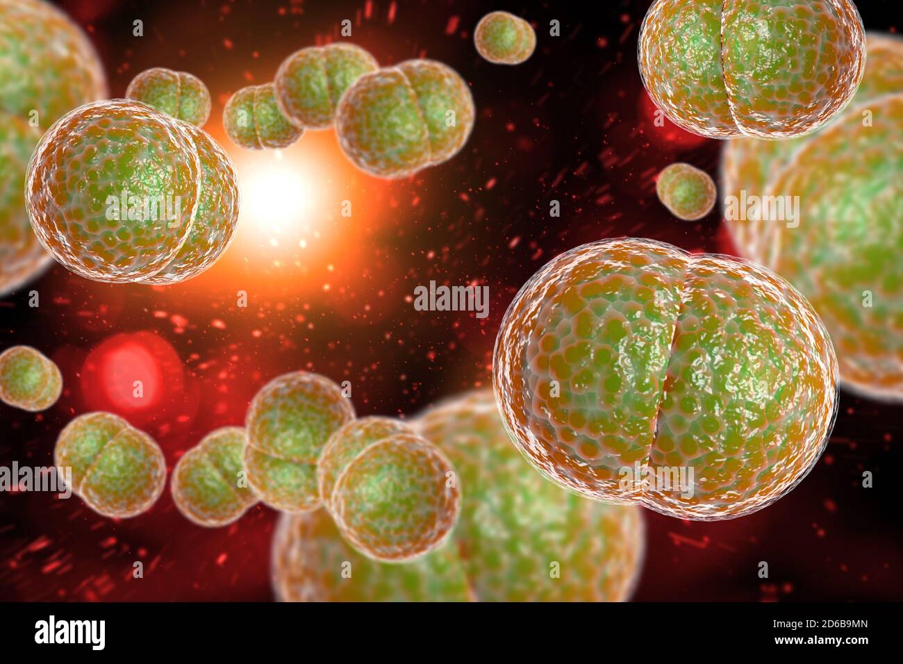 Mikroskop Nahaufnahme von Meningitis-Bakterien, auch als Meningococcus 3D-Abbildung bekannt Stockfoto