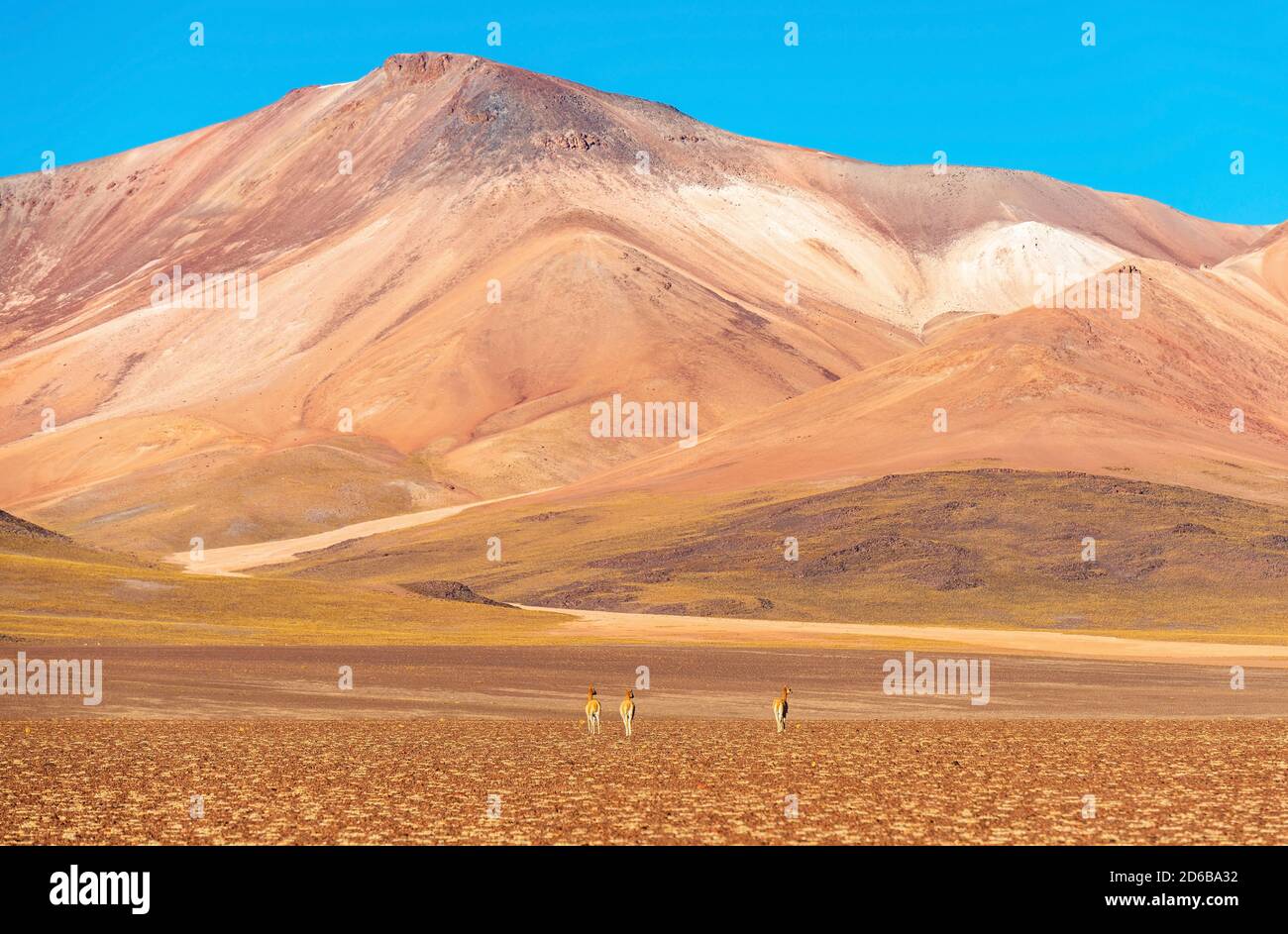 Drei vicuna (Vicugna vicugna) auf der Suche nach Nahrung in der ariden Anden altiplano, Uyuni Salz flache Wüstenregion, Bolivien. Stockfoto