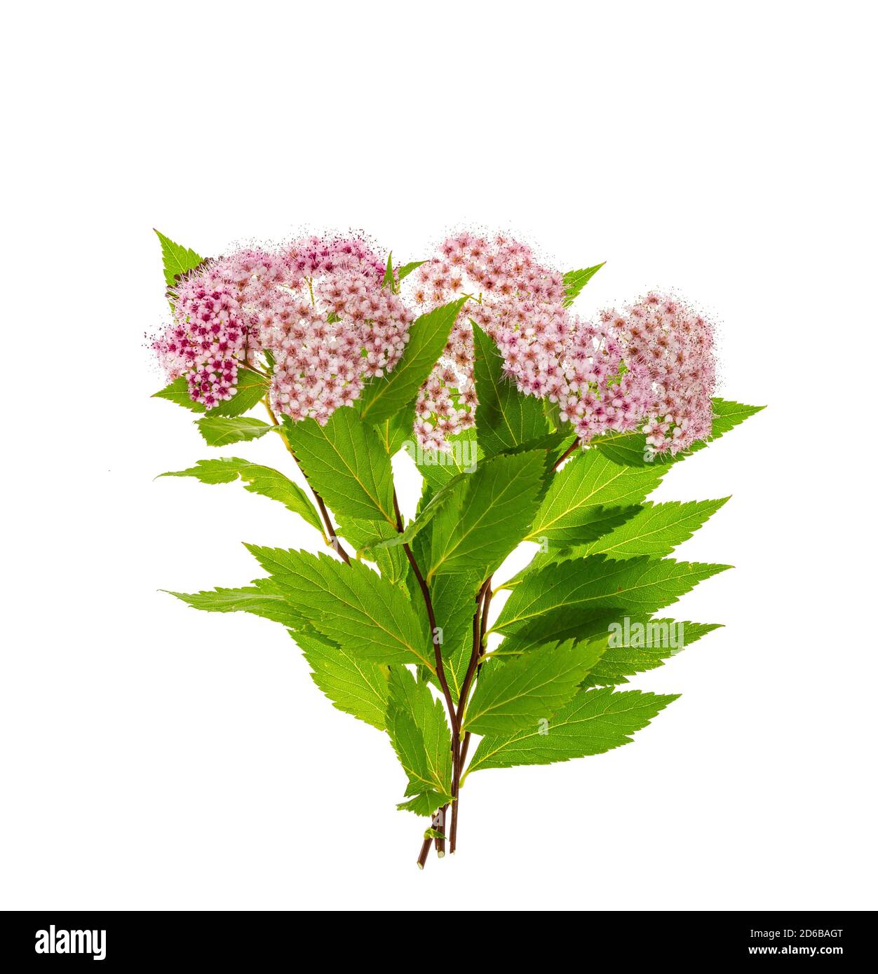 Spiraea japonica Zweig mit rosa Blütenstand. Foto Stockfoto