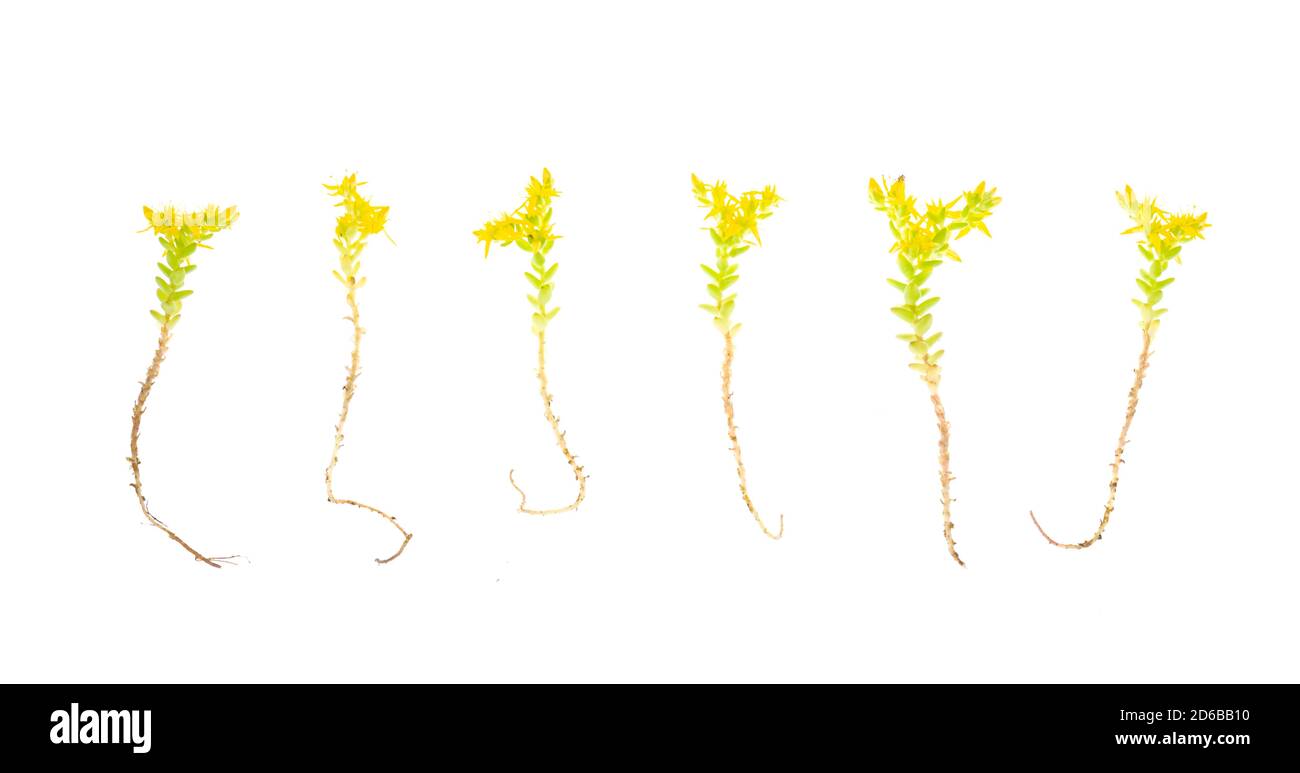 Gelbe Bodendecke Gartenpflanze Steinkraupe, sedum. Foto Stockfoto