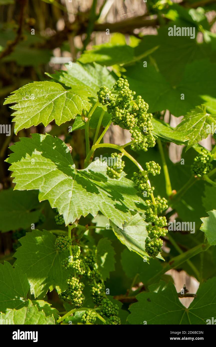 Vitis vinifera, Weinrebe mit Ziergrape Stockfoto