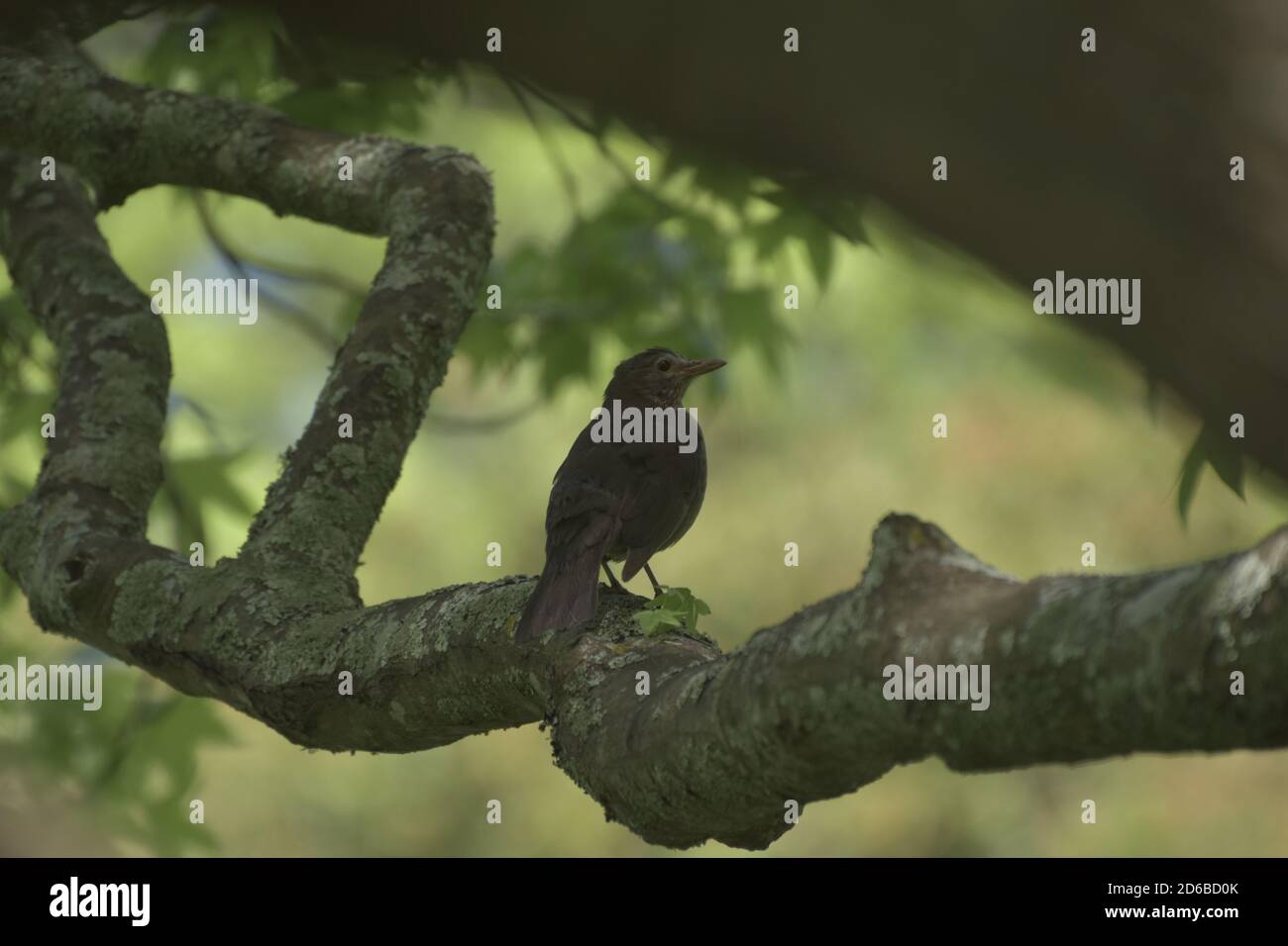 Wildtiere im Park Stockfoto