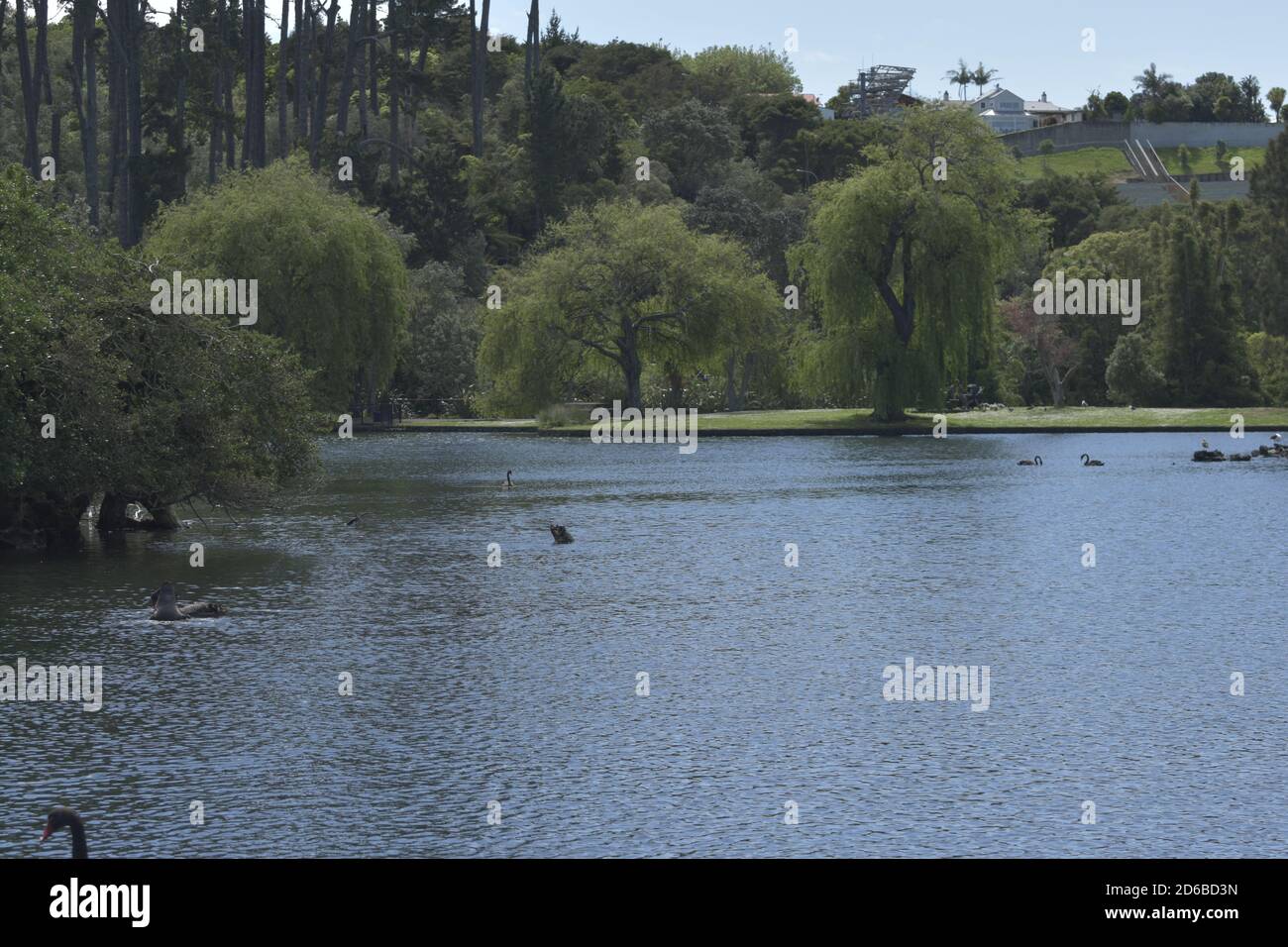 Vögel in Aktion Stockfoto