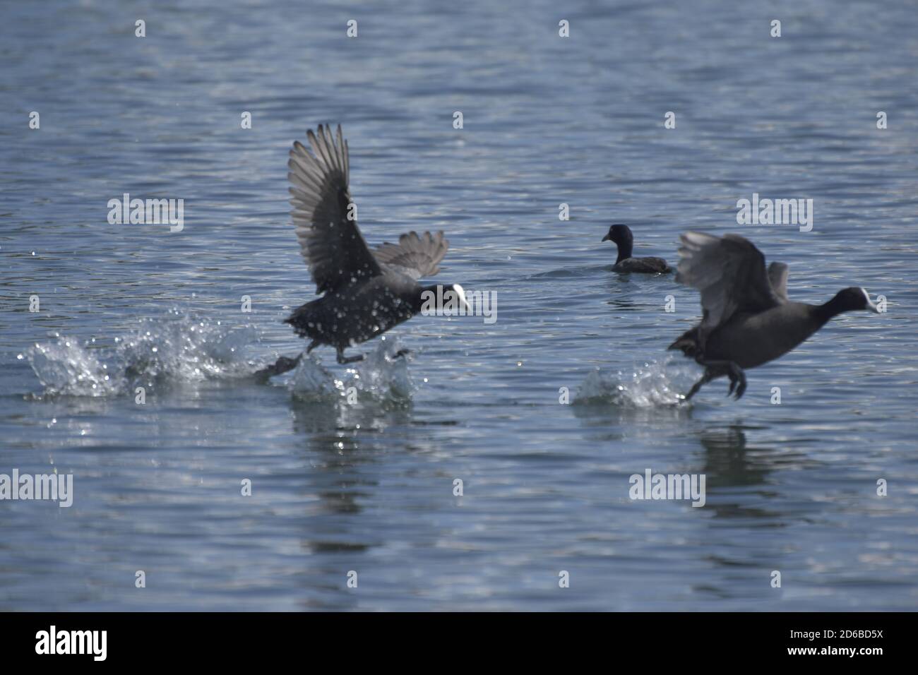 Vögel in Aktion Stockfoto