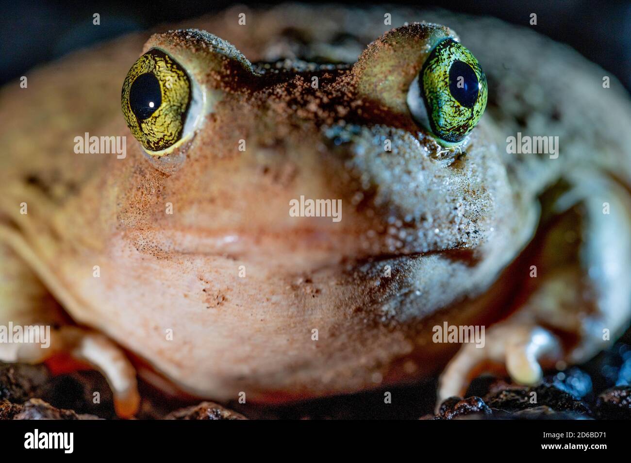 Couch katzenähnliche Kröte, (Scaphiopus Couchii), Socorro co., New Mexico, USA. Stockfoto