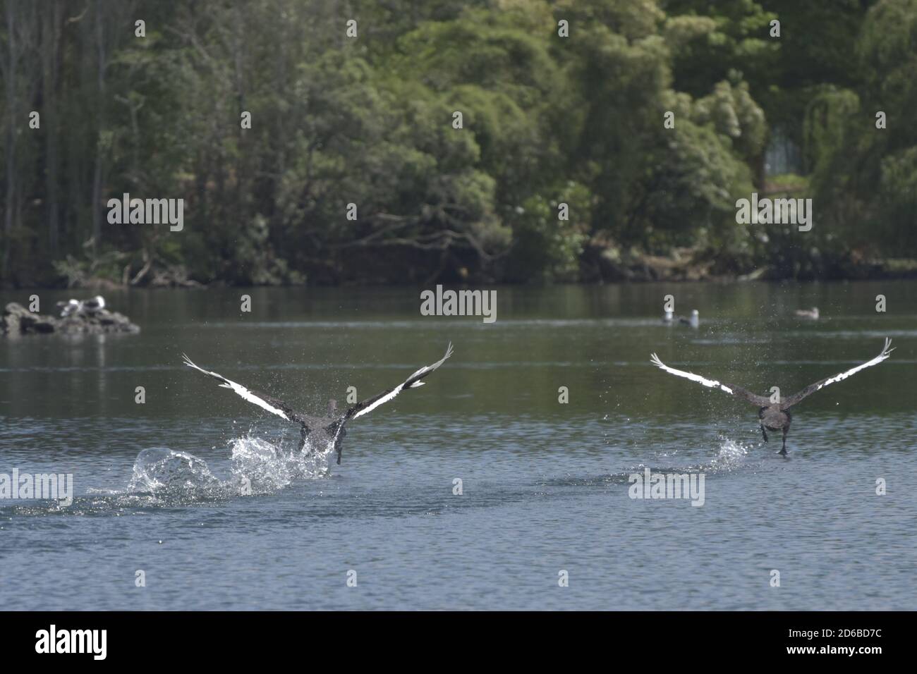 Vögel in Aktion Stockfoto