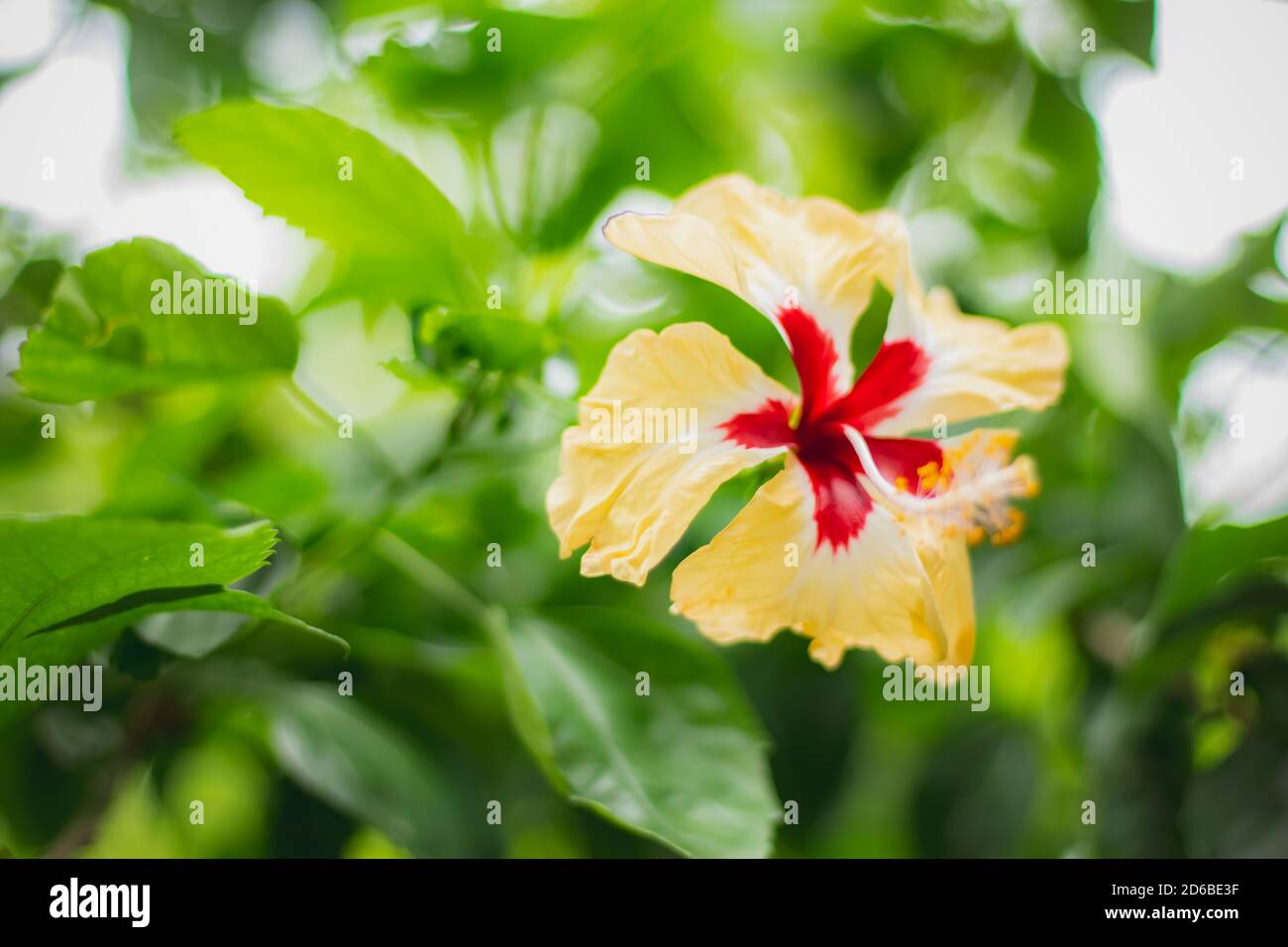 Multicolor Rot & Gelb Hibiscus rosa Blume Nahaufnahme Makro erschossen . Umgangssprachlich als chinesischer Hibiskus, Porzellanrose, Hawaiiischer Hibiskus, Rosenmalbe & Schuh Stockfoto