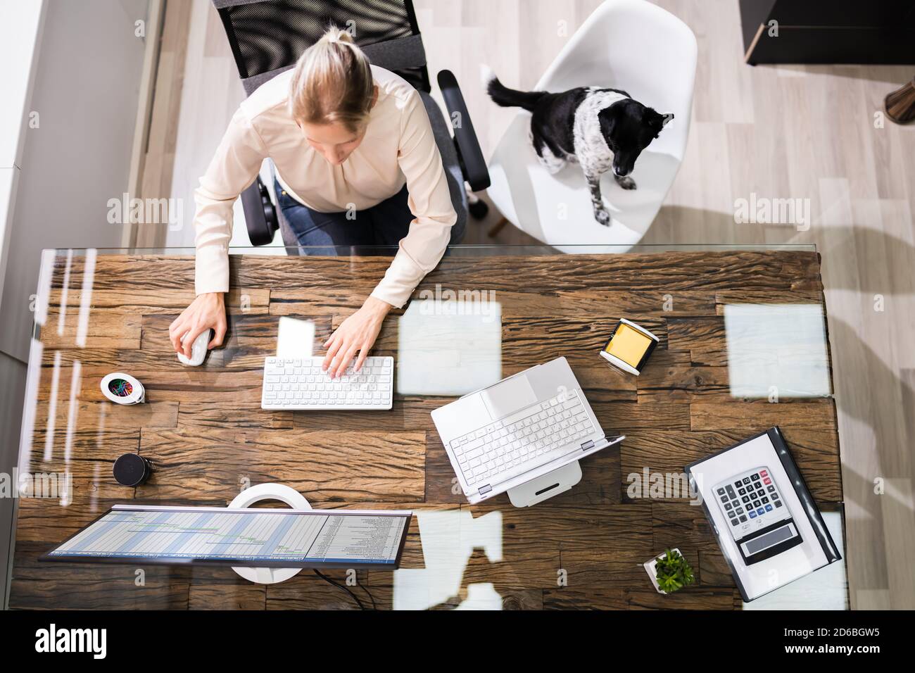 Selbstbewusste Geschäftsfrau Mit Hund Am Computer-Schreibtisch Stockfoto