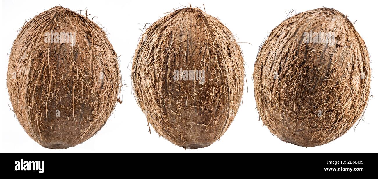 Drei Kokosnüsse - große braune tropische Früchte isoliert auf weißem Hintergrund. Stockfoto
