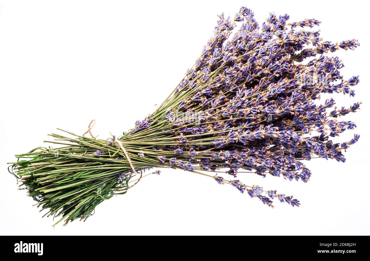 Bündel von trockenen lavandula oder Lavendelblüten isoliert auf weißem Hintergrund. Stockfoto