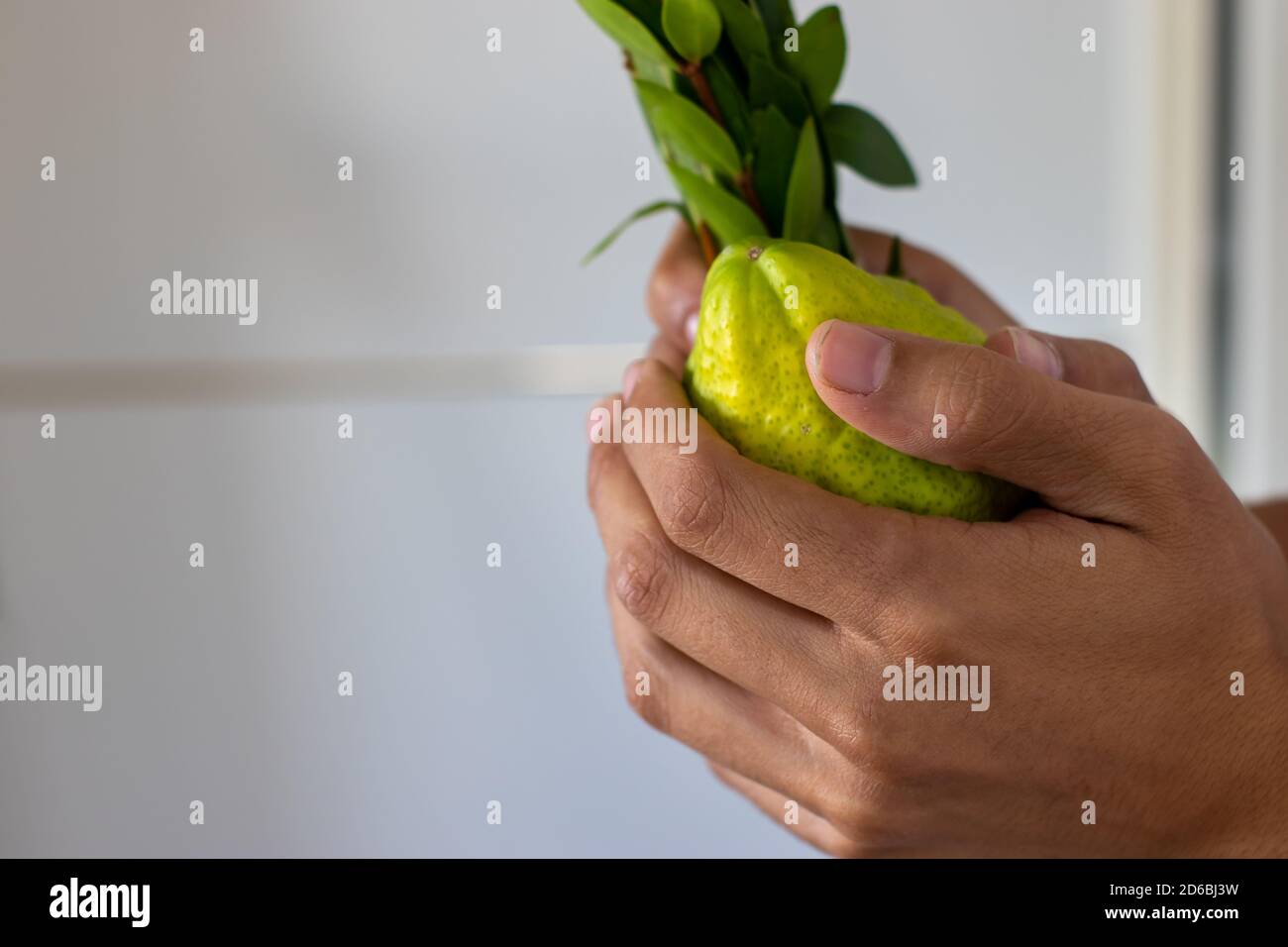 Ein Mann hält traditionelle Symbole (die vier Arten): Etrog, Lulav, Hadas, Arava. Am jüdischen Feiertag von Sukkot Stockfoto