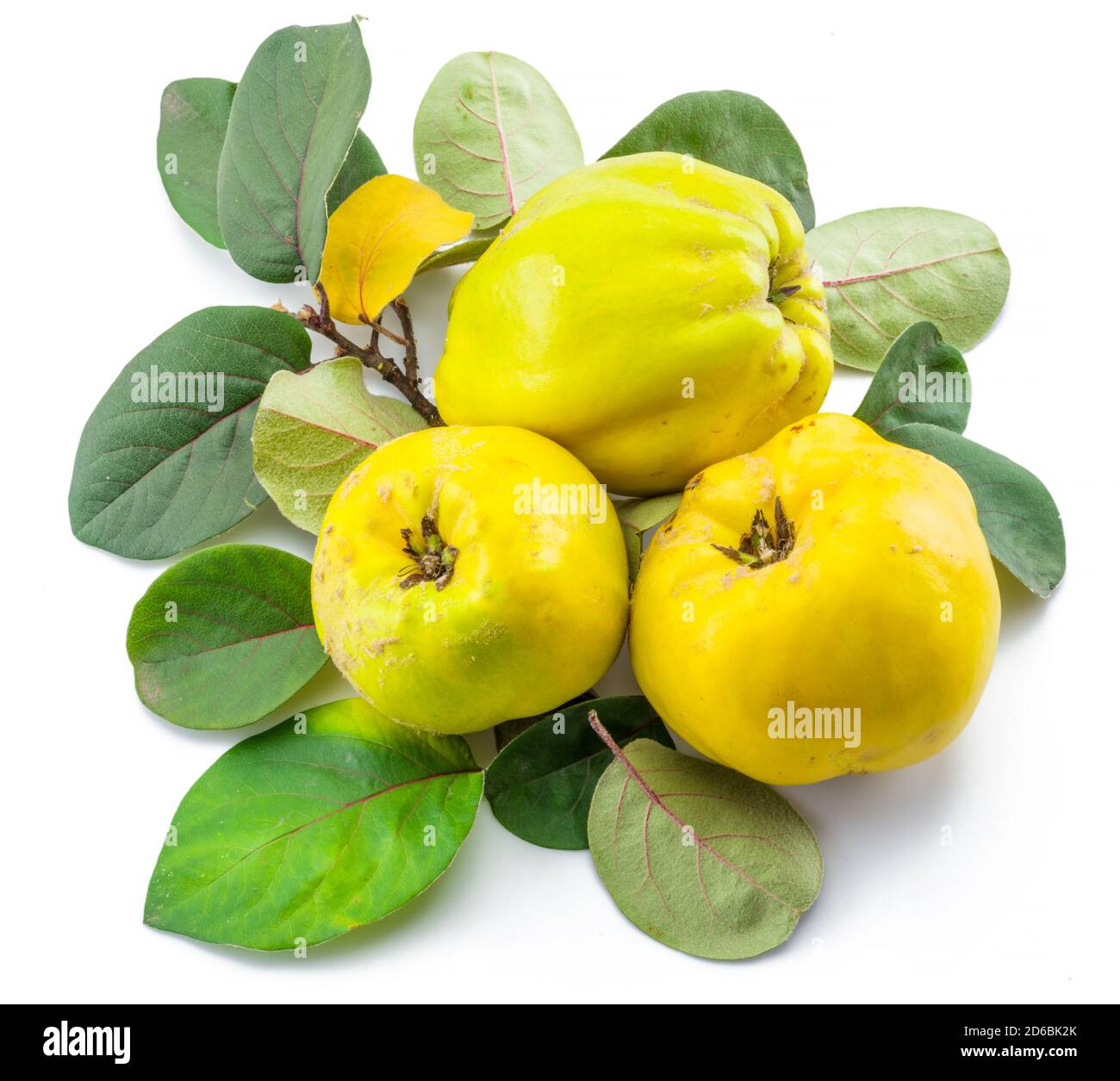 Reife goldgelbe Quinzfrüchte isoliert auf weißem Grund. Kleine Gruppe von Früchten mit Blättern. Stockfoto