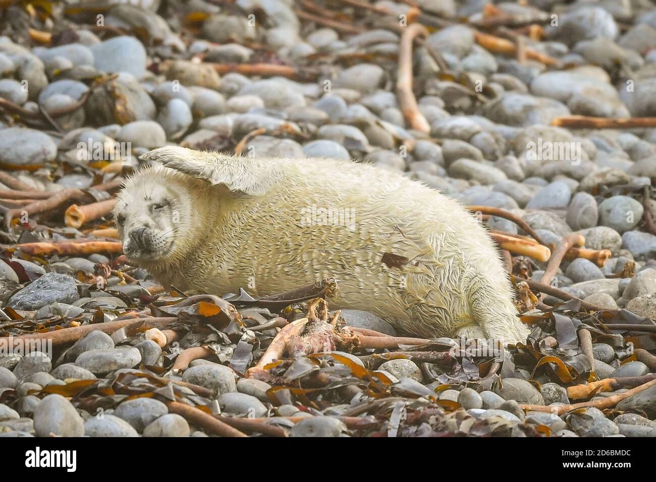Ein atlantischer Robbenhund, der auf den Kieselsteinen auf einem abgelegenen Brutplatz in Pembrokeshire ruht, wo neugeborene Welpen ihre ersten Wochen in den Rookerien intensiv füttern, bevor sie ihre weißen Mäntel vergießen. Stockfoto
