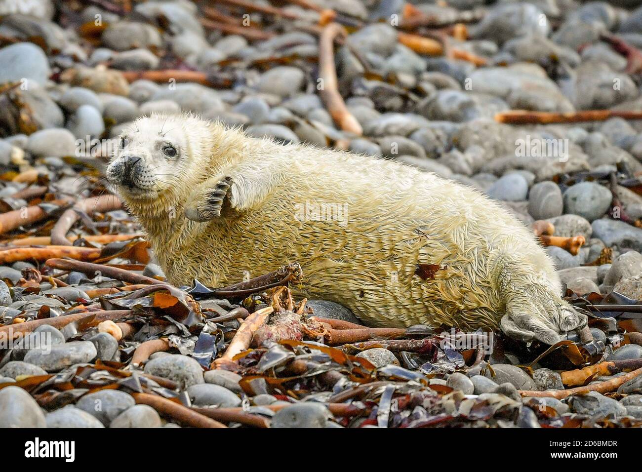 Ein atlantischer Robbenhund hebt einen Flipper, der auf den Kieselsteinen auf einem abgelegenen Brutplatz in Pembrokeshire ruht, wo neugeborene Welpen ihre ersten Wochen in den Rookerien intensiv füttern, bevor sie ihre weißen Mäntel vergießen. Stockfoto