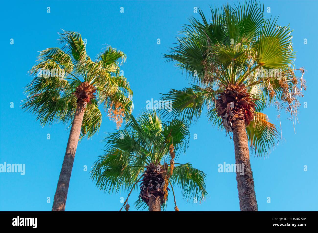 Drei Palmen vor einem klaren blauen Himmel, Blick von unten. Drei Palmen gegen klaren blauen Himmel Mittag. Isoliert auf blauem Hintergrund Stockfoto