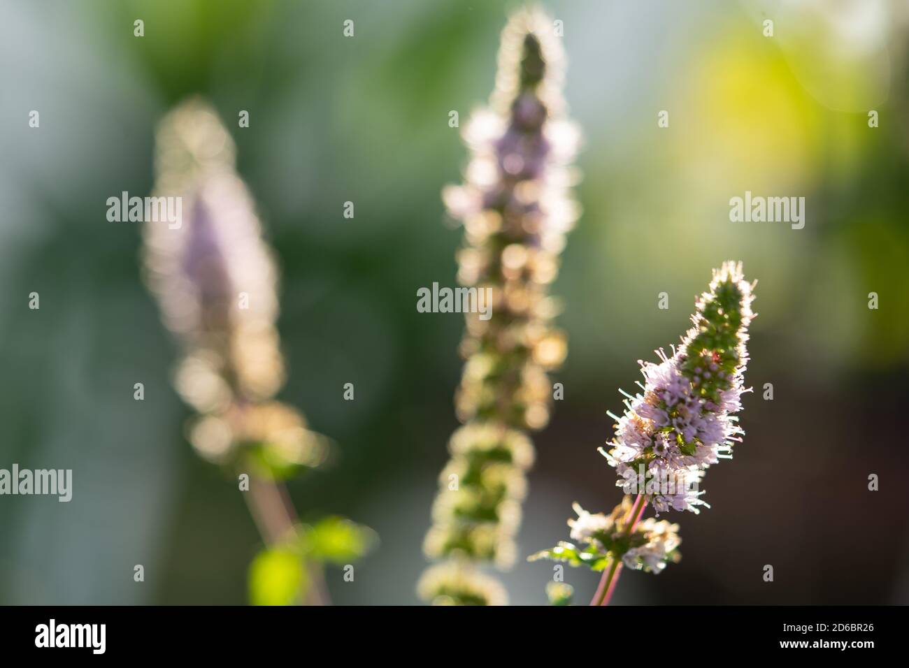 Nahaufnahme einer blühenden Minzpflanze mit Hintergrundbeleuchtung der Sonne Stockfoto