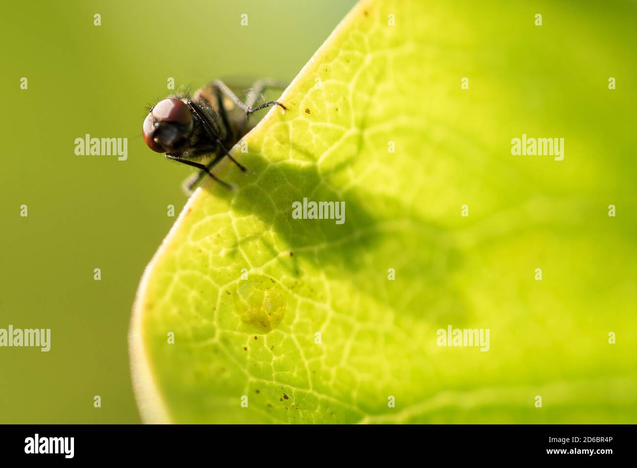 Fliege und schaust über den Rand eines grünen Blattes hinein Volles Sonnenlicht mit seinem eigenen riesigen Schatten auf dem Blatt Stockfoto