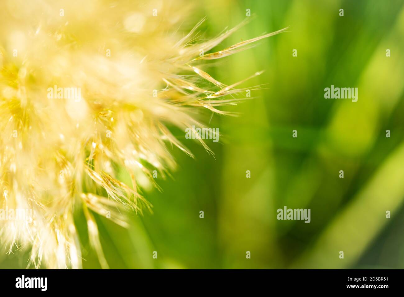 Nahaufnahme des Fruchtstands der Cortaderia selloana-Pflanze mit Hintergrundbeleuchtung der Sonne Stockfoto