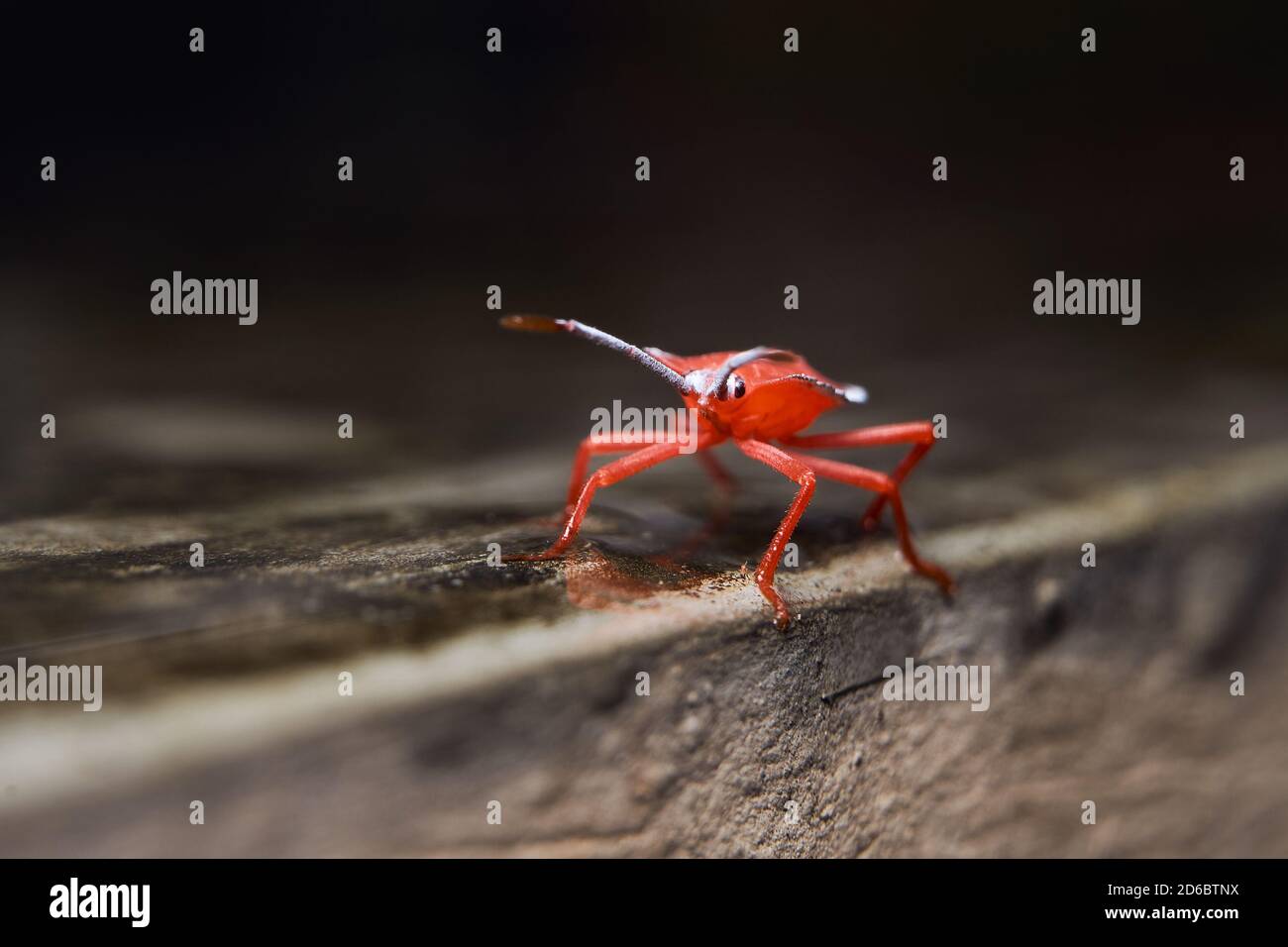 Makrobild eines winzigen roten Insekts mit selektivem Fokus Stockfoto