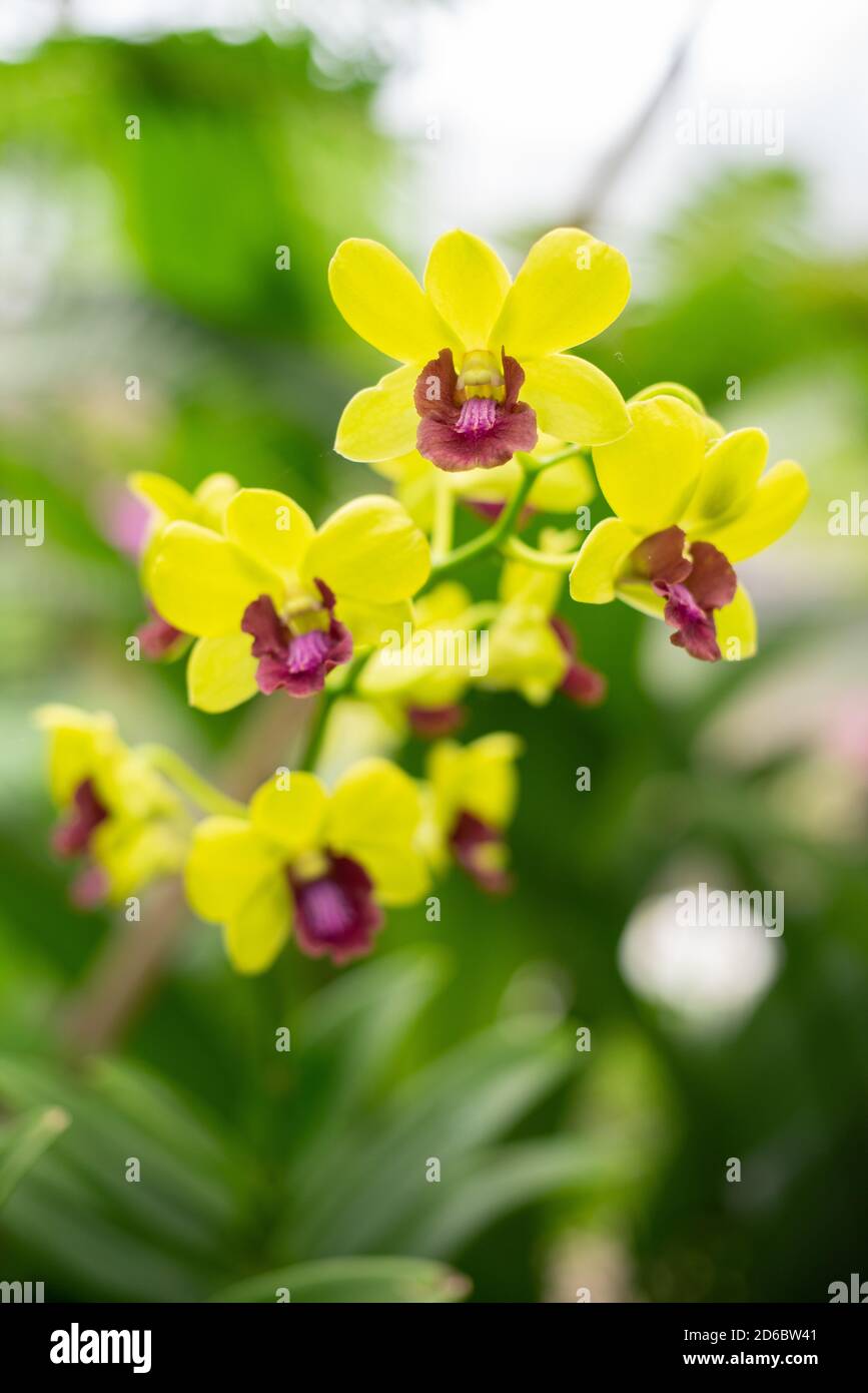 Schöne gelbe mit roten Akzent Phalaenopsis Orchideenblüten Stockfoto