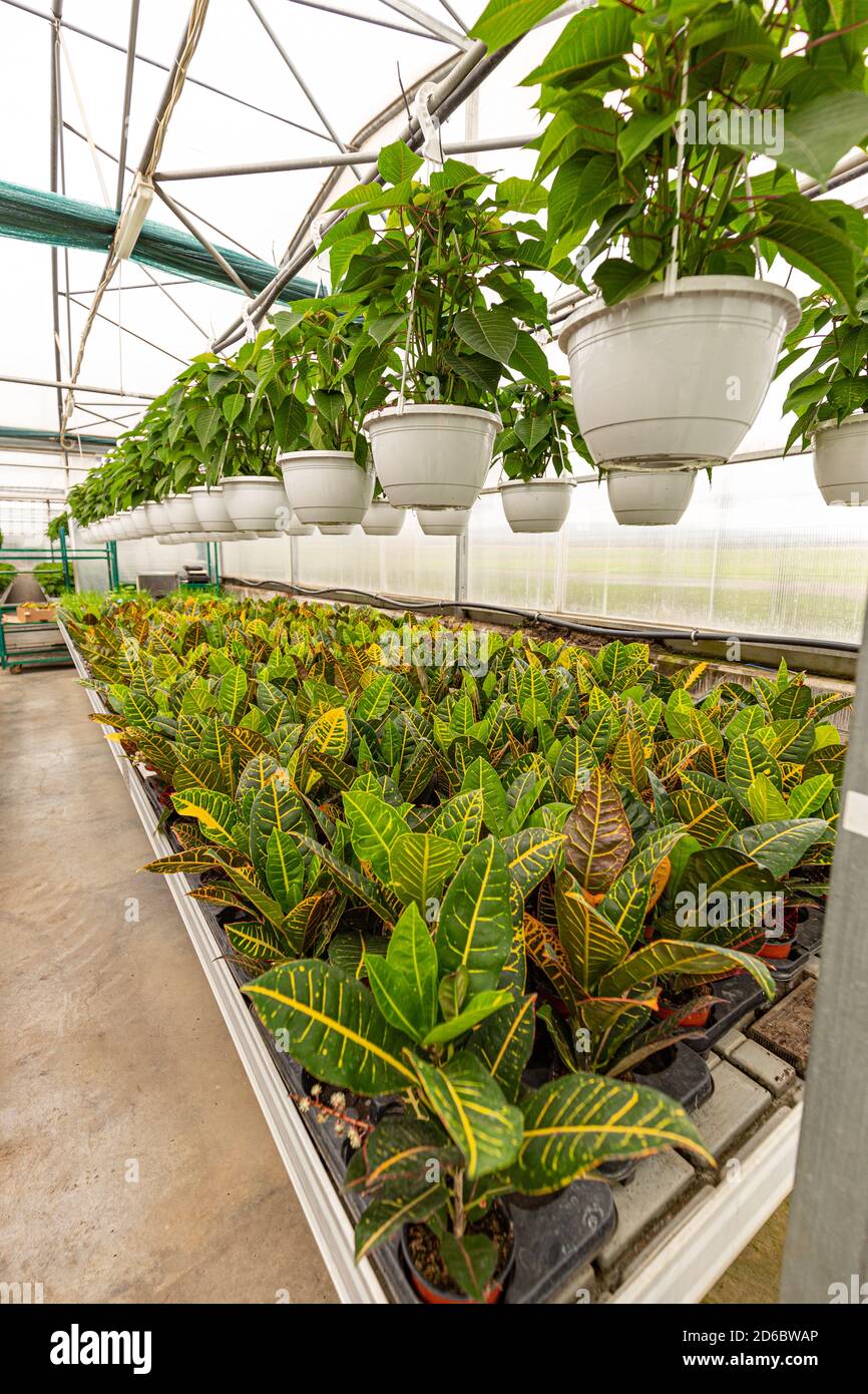 Croton Zierpflanze im Topf auf weißem Hintergrund, Botanischer Name ist Codiaeum Variegatum Stockfoto