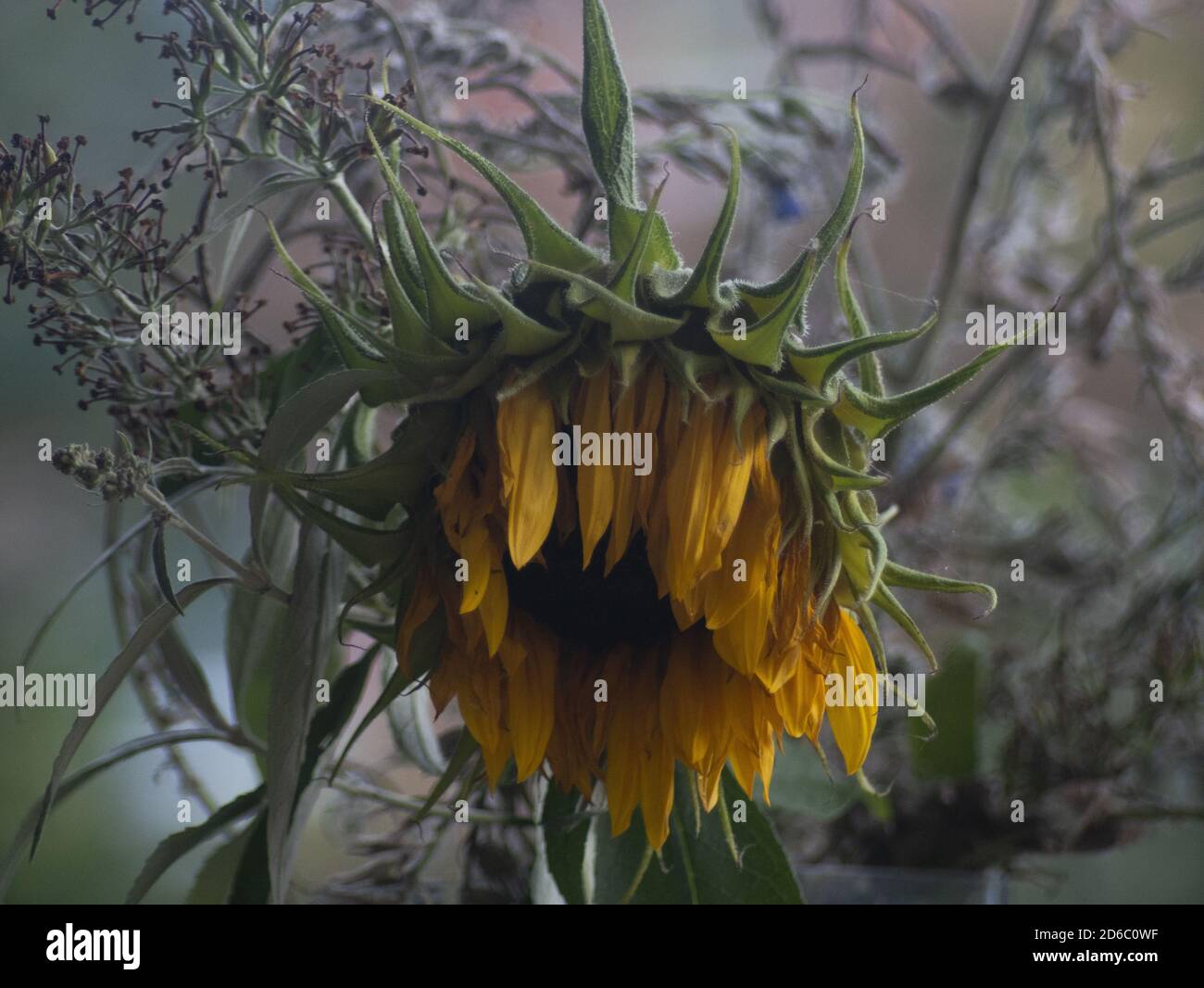 Nahaufnahme einer verwelkten Sonnenblume mit einem Graslaub Stockfoto