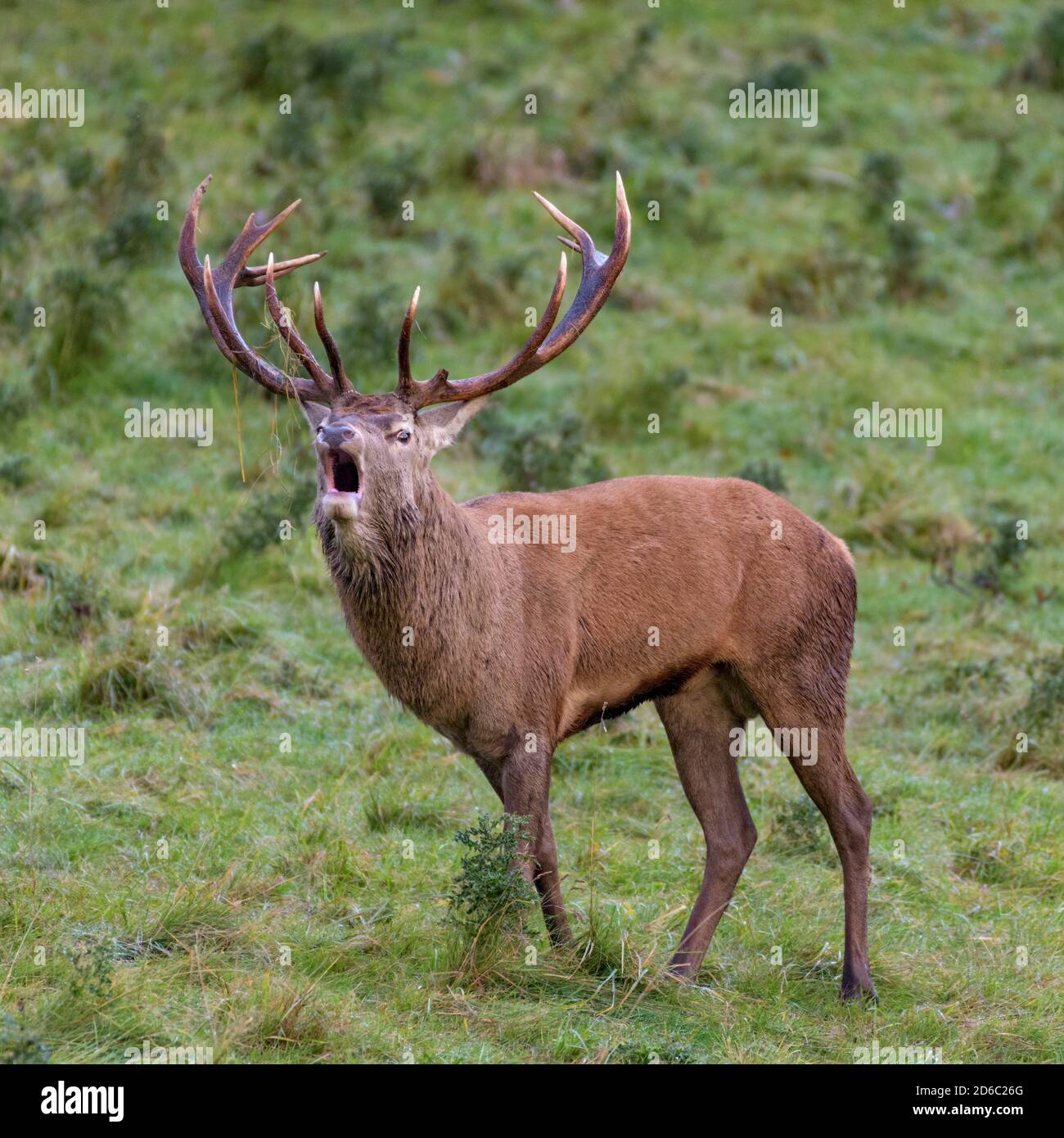 Red Deer Rut, Studley Royal, North Yorkshire Stockfoto
