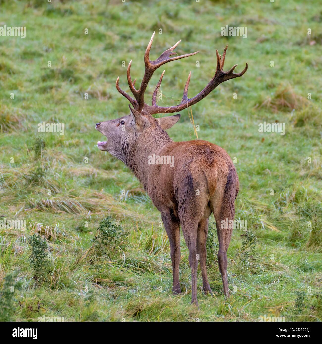 Red Deer Rut, Studley Royal, North Yorkshire Stockfoto