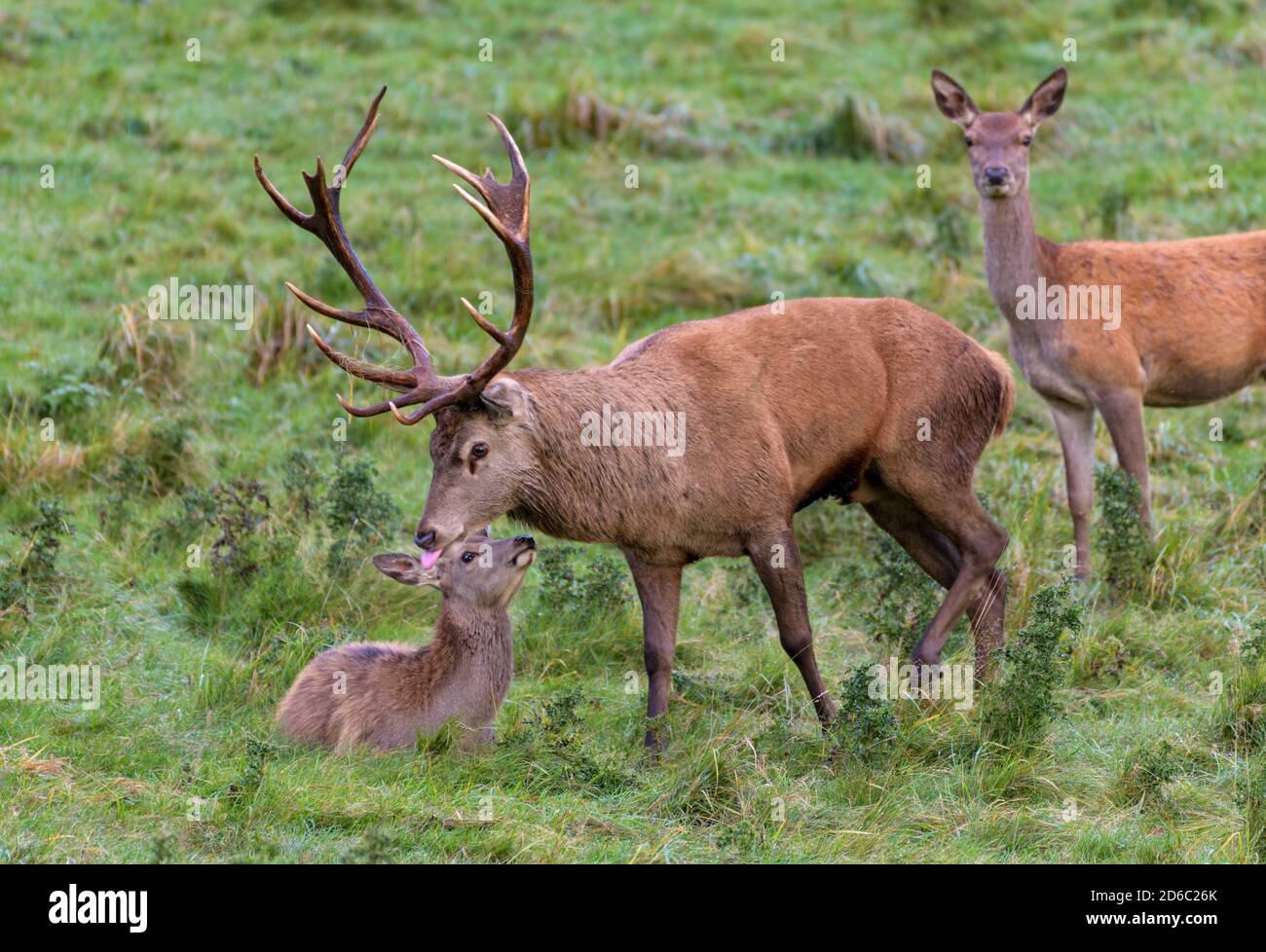 Red Deer Rut, Studley Royal, North Yorkshire Stockfoto
