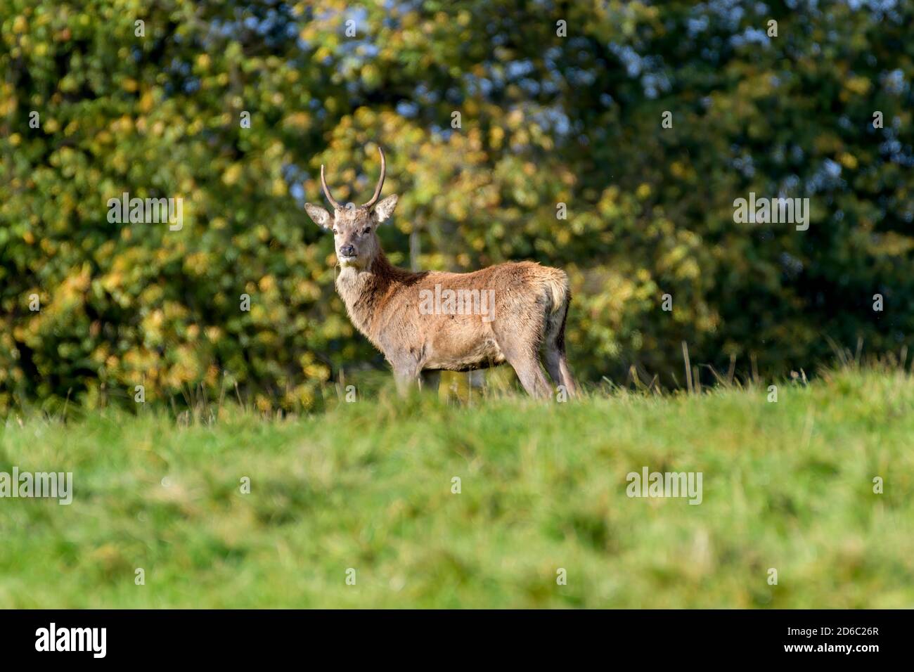 Red Deer Rut, Studley Royal, North Yorkshire Stockfoto