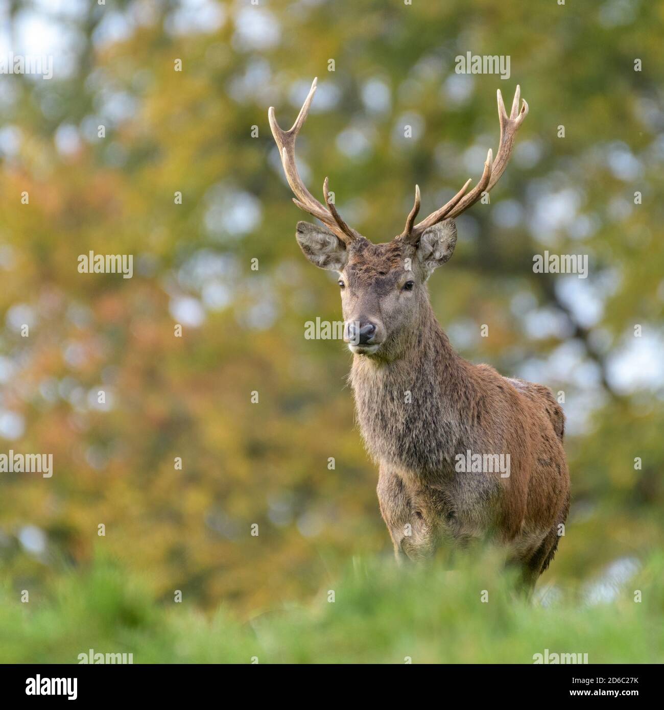 Red Deer Rut, Studley Royal, North Yorkshire Stockfoto